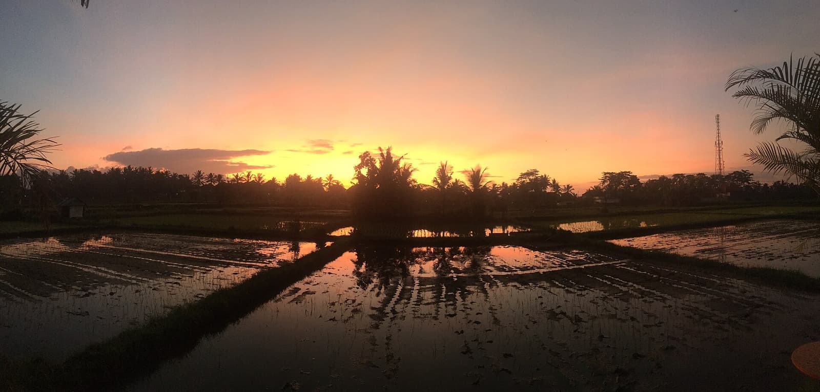 Sunrise reflected in flooded rice paddies in Bali
